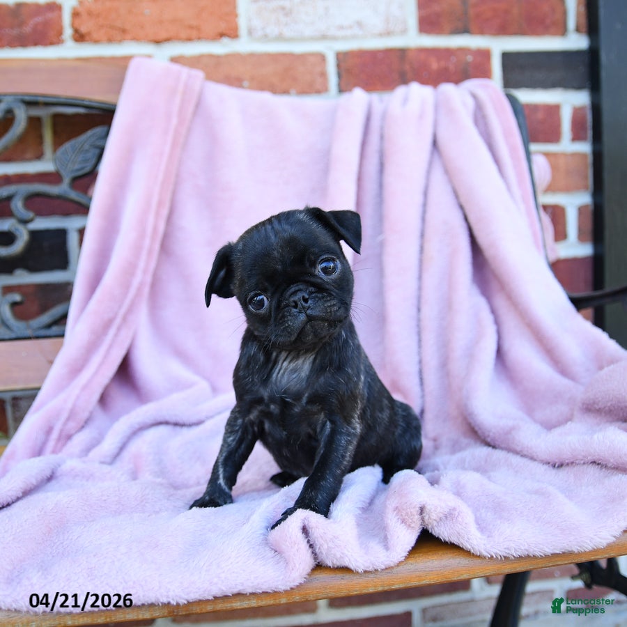 Pug dogs Tessa - Ad 1