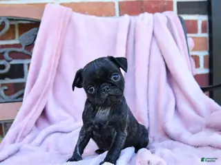 Pug dogs for sale: Tessa - Ad 1