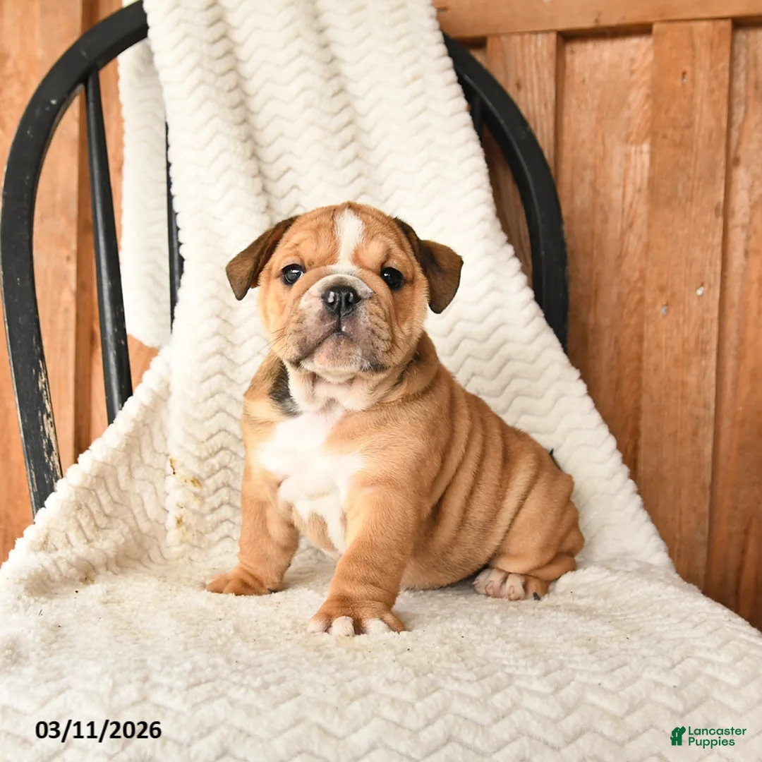English Bulldog dogs for sale: Mindy - Ad 5