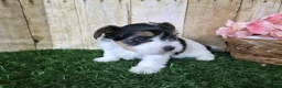 Biewer Terrier dogs for sale: Willow - Ad 3