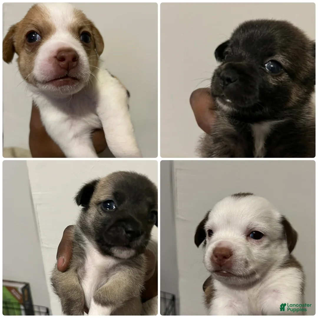 Mixed Breed dogs for sale: Chihuahua 1 - Ad 5