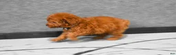 Miniature Poodle dogs for sale: Loise❤️ - Ad 8