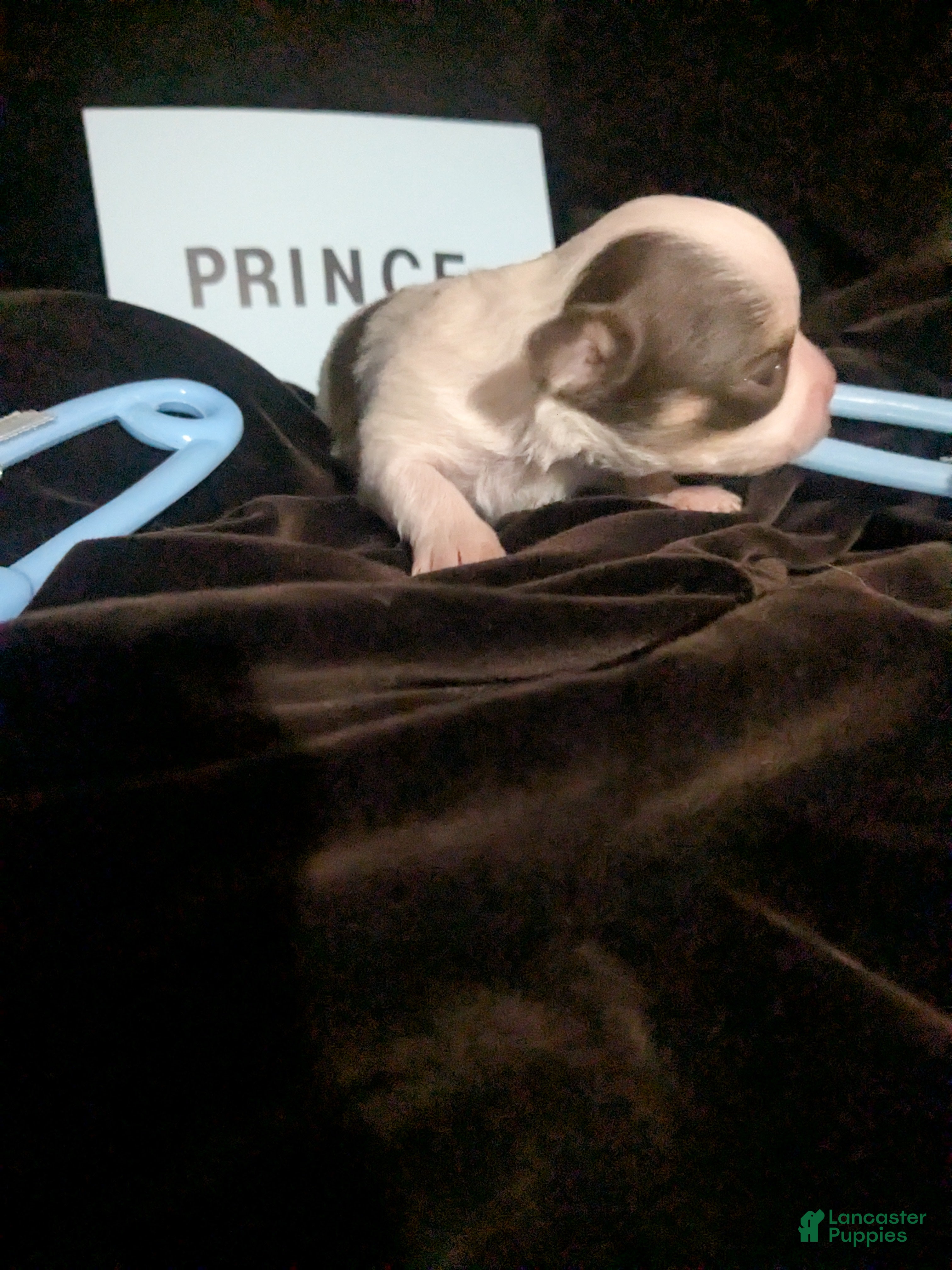 Chihuahua dogs Prince  Tiny LC  - Ad 12