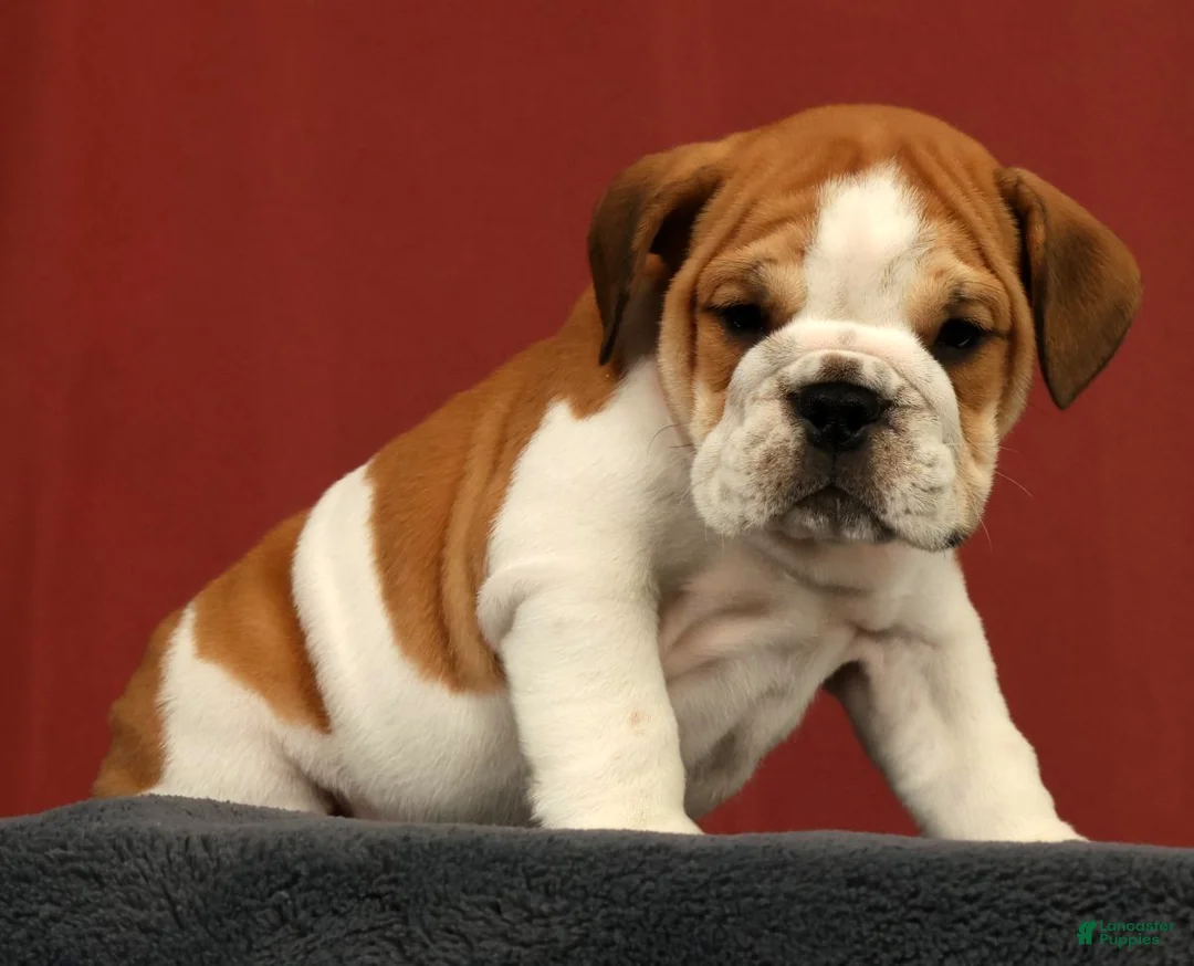 English Bulldog dogs for sale: Baxter - Ad 2