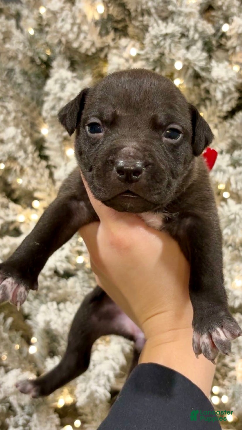 Mixed Breed dogs Noelle 💜 - Ad 40