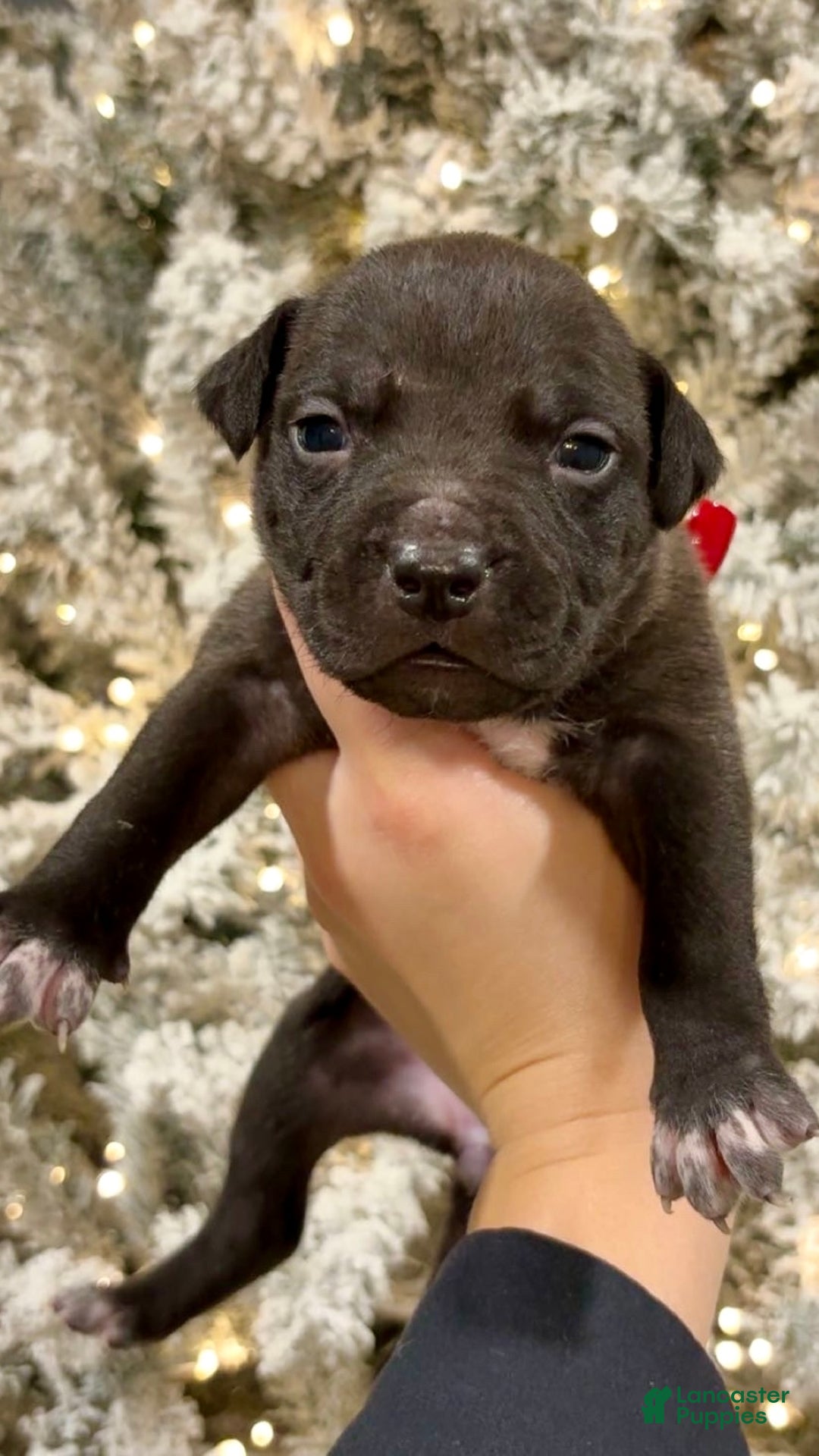 Mixed Breed dogs for sale: Noelle 💜 - Ad 1