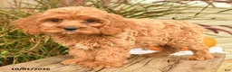 Cockapoo dogs for sale: Jasper - Ad 2