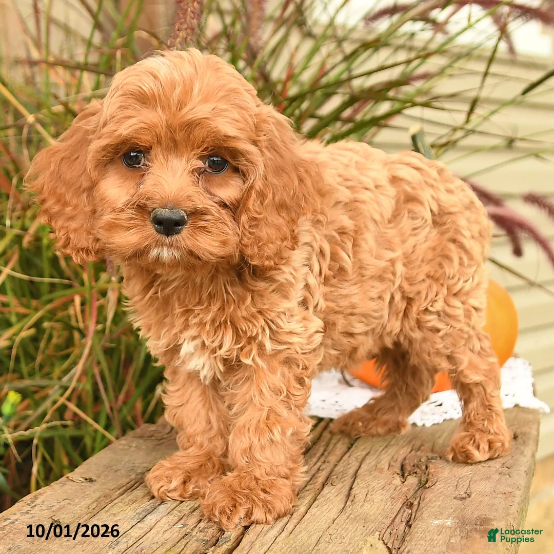 Cockapoo dogs for sale: Jasper - Ad 2