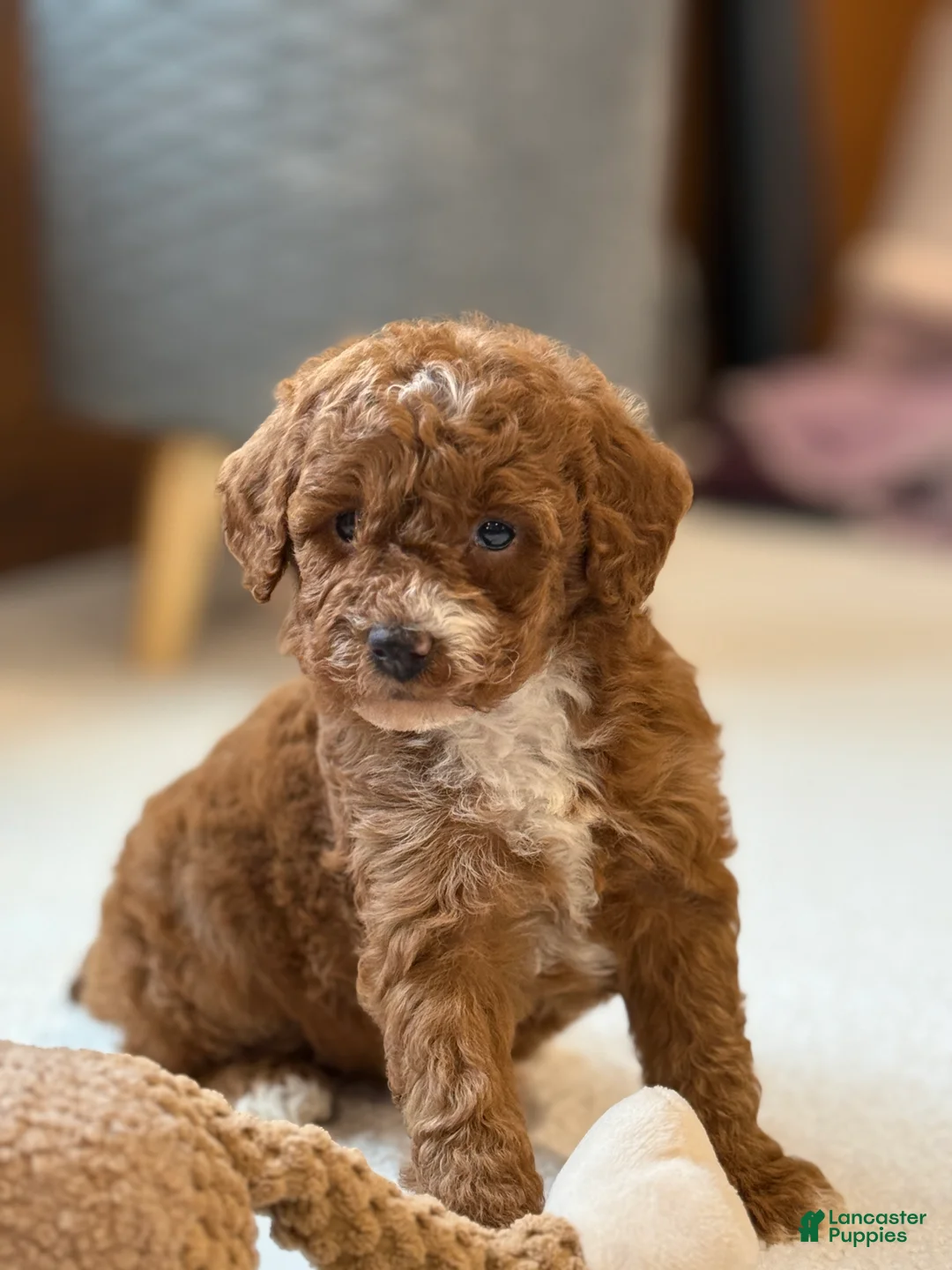 Miniature Poodle dogs for sale: Jazzy - Ad 13