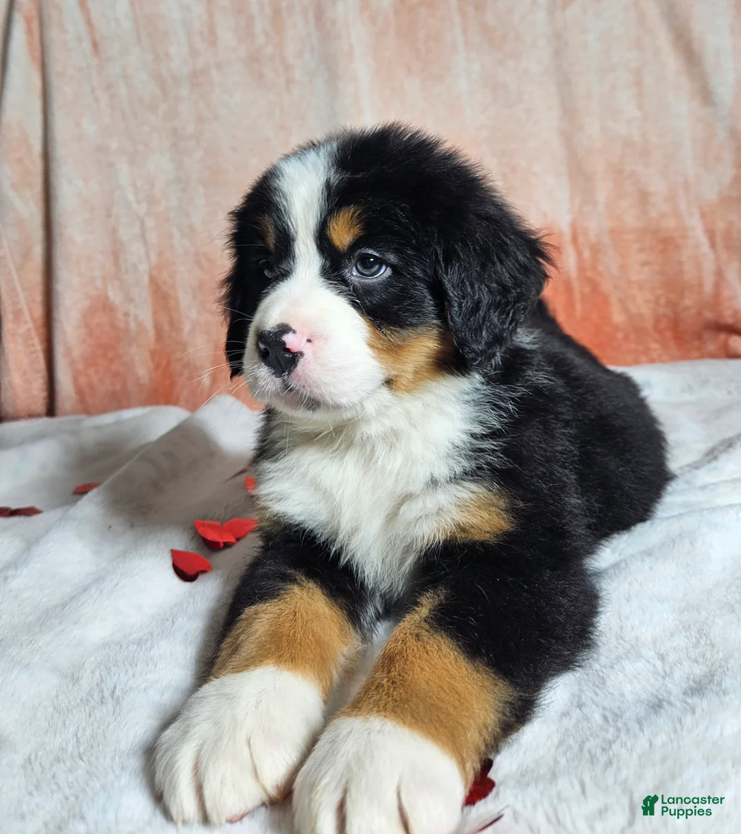 Bernese Mountain Dog dogs for sale: Bentley  - Ad 2