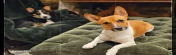 Mixed Breed dogs for sale: Leoni - Ad 11