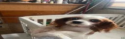 Cavalier King Charles Spaniel dogs for sale: Cavalier King Charles Spaniel 1 - Ad 3