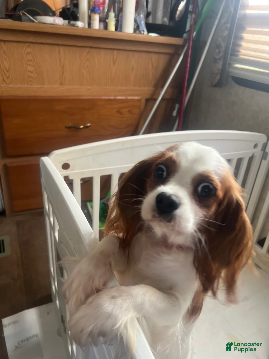 Cavalier King Charles Spaniel dogs for sale: Cavalier King Charles Spaniel 1 - Ad 3