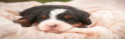 Bernedoodle dogs for sale: Sumit Miniature Bernedoodle  - Ad 9