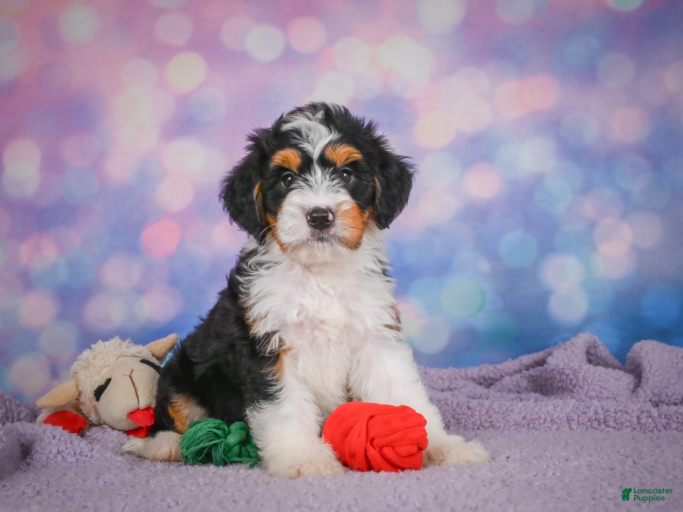 Mini Bernedoodle dogs Sasha - Ad 1