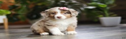 Miniature Australian Shepherd dogs for sale: Carmella - Ad 7
