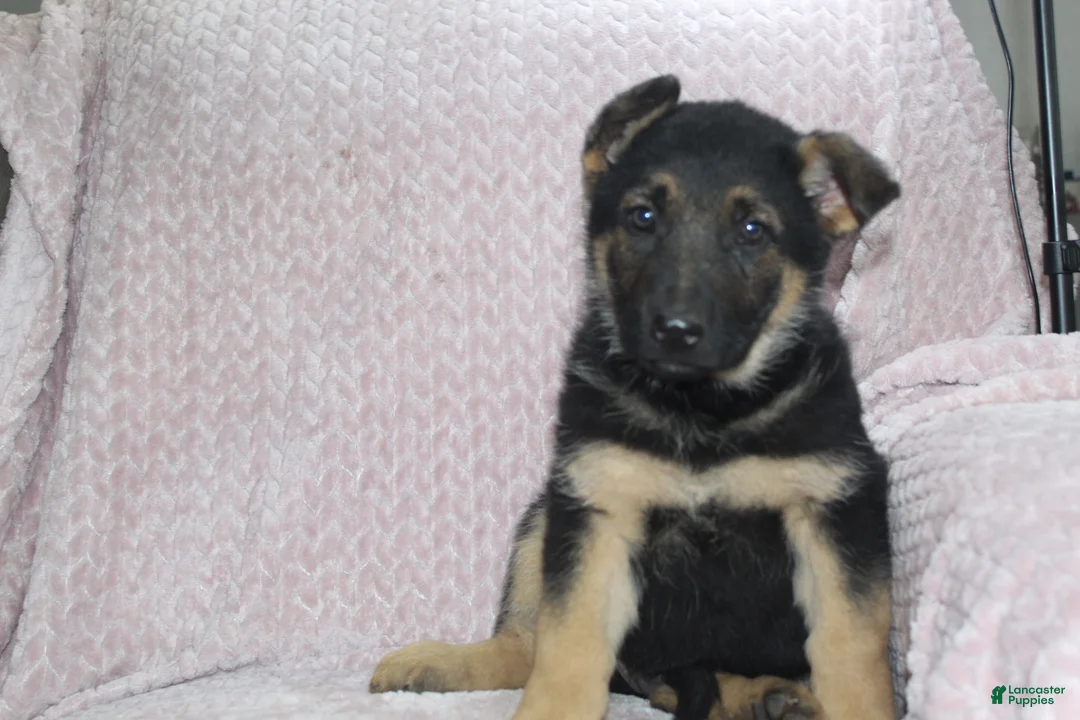 German Shepherd dogs for sale: Asher  - Ad 1