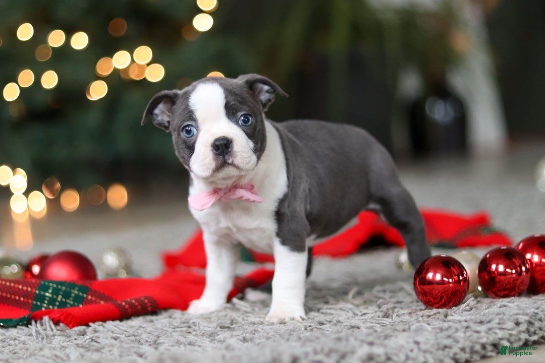 Boston Terrier dogs for sale: Missy - Ad 2