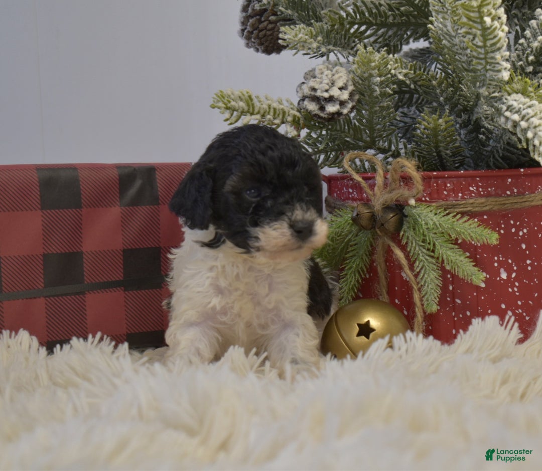 Miniature Poodle dogs for sale: Mylah - Ad 2