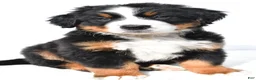 Bernese Mountain Dog dogs for sale: Bella - Ad 4