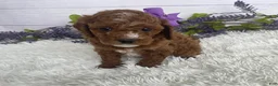 Miniature Poodle dogs for sale: Tess - Ad 4