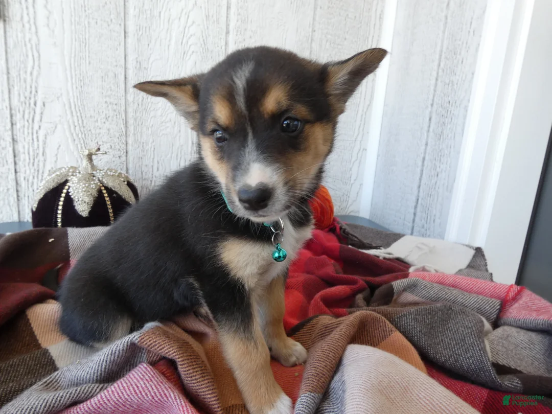 Australian Cattle Dog dogs for sale: Australian Cattle Dog 9 Blue Moon - Ad 1