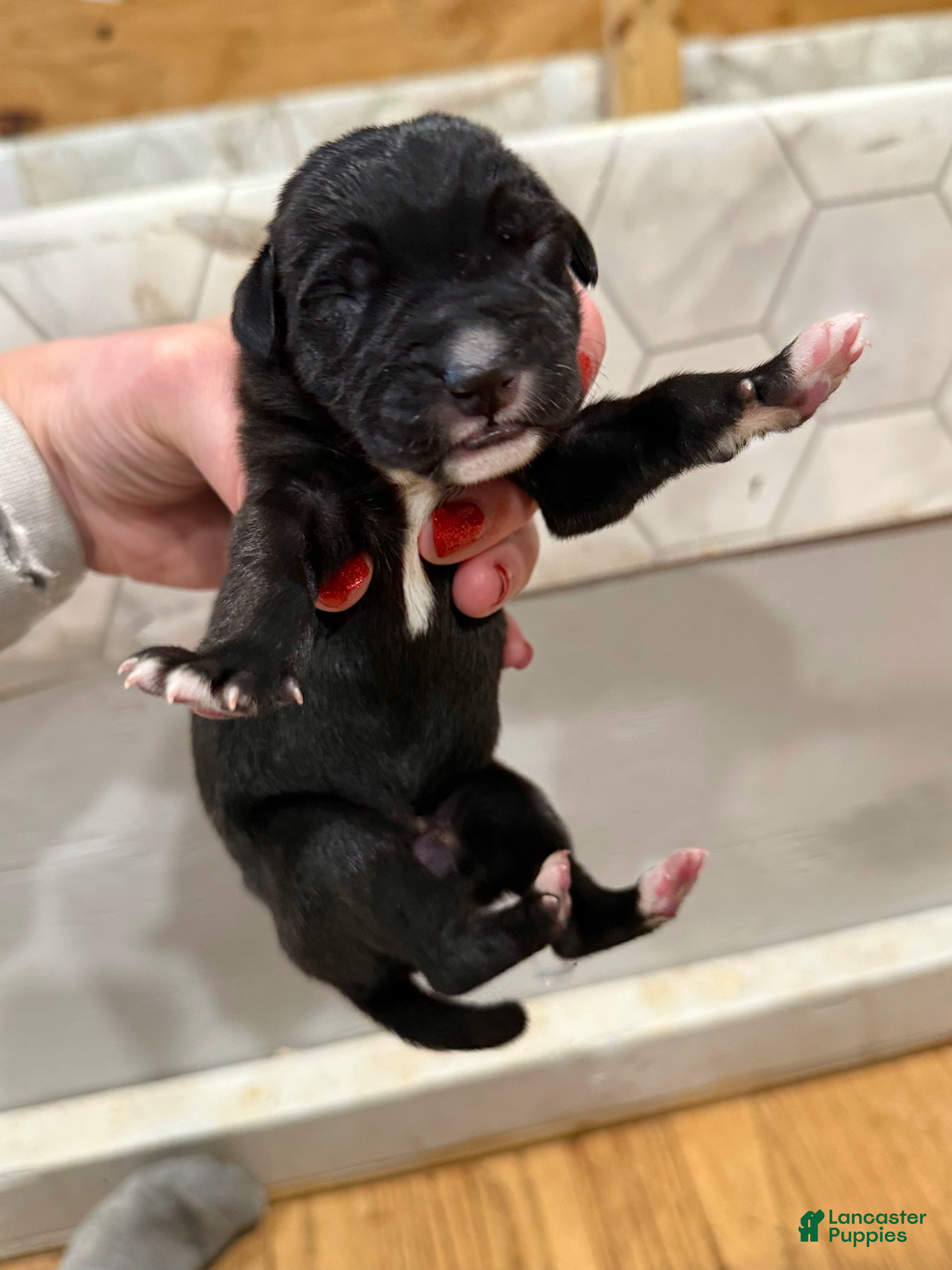 Great Dane dogs Black female  - Ad 38