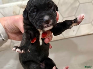 Great Dane dogs Black female - Ad 41