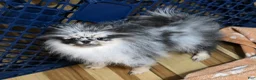 Pomeranian dogs for sale: Grace  - Ad 3