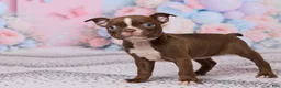 Boston Terrier dogs for sale: Rose - Ad 4