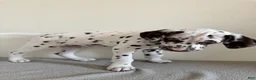 Dalmatian dogs for sale: Dalmatian Puppy 1 - Ad 3