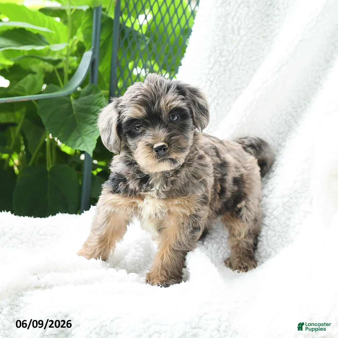 Yorkiepoo dogs for sale: Mirelle - Ad 1