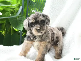 Yorkiepoo dogs for sale: Mirelle - Ad 4