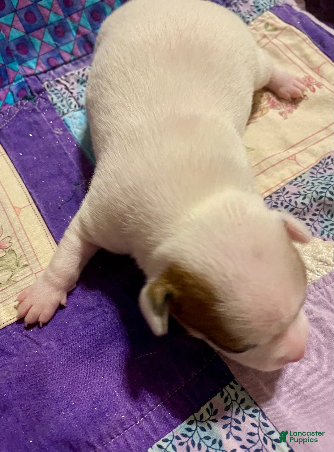 Chihuahua dogs for sale: Lucille - Ad 22