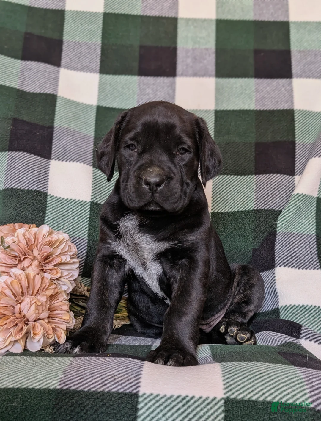 Cane Corso dogs for sale: Jodie - Ad 1