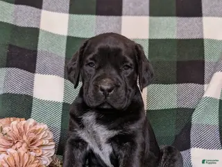 Cane Corso dogs for sale: Jodie - Ad 4