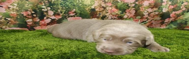 Labrador Retriever 3