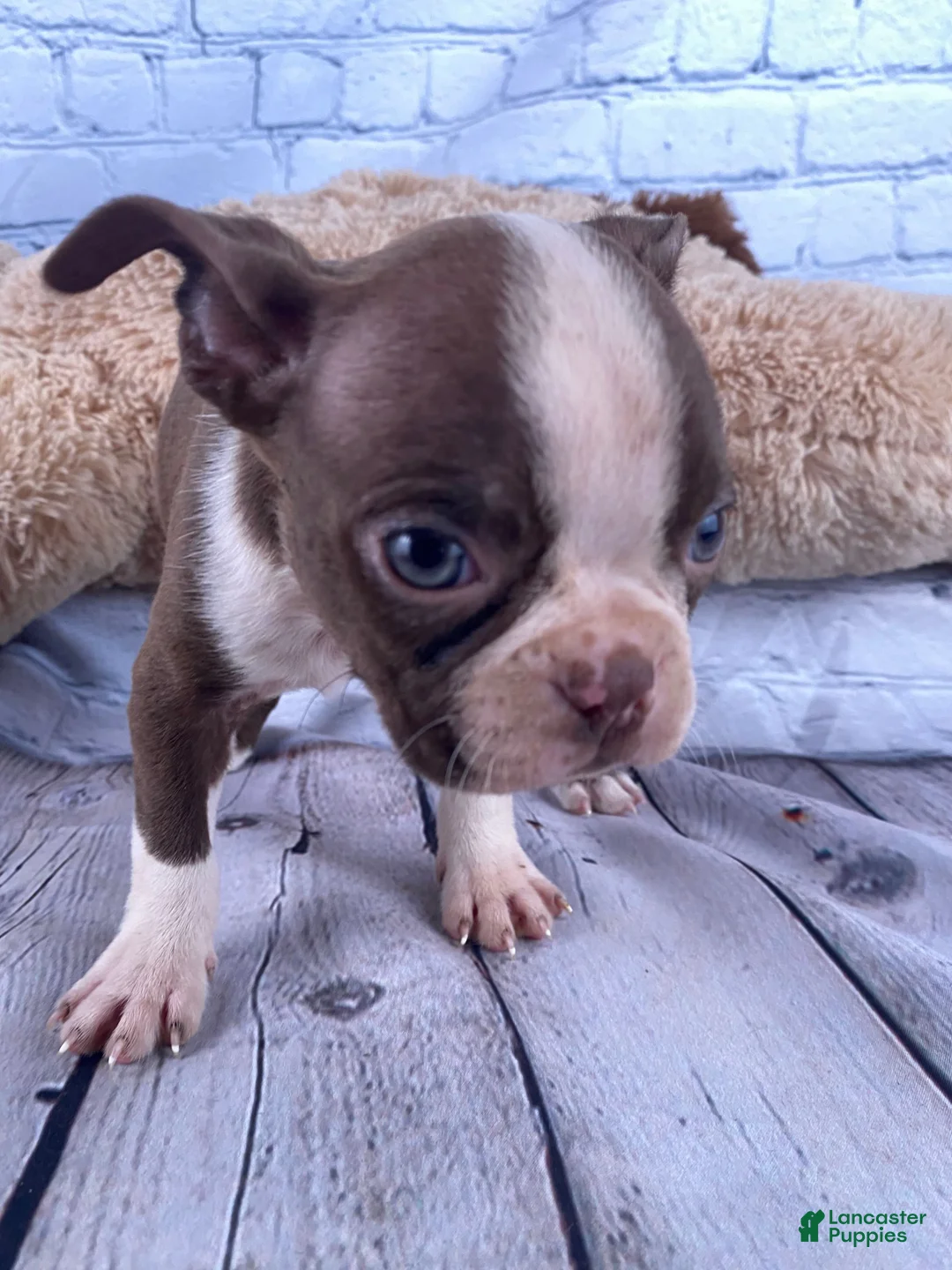 Boston Terrier dogs for sale: Rex - Ad 2
