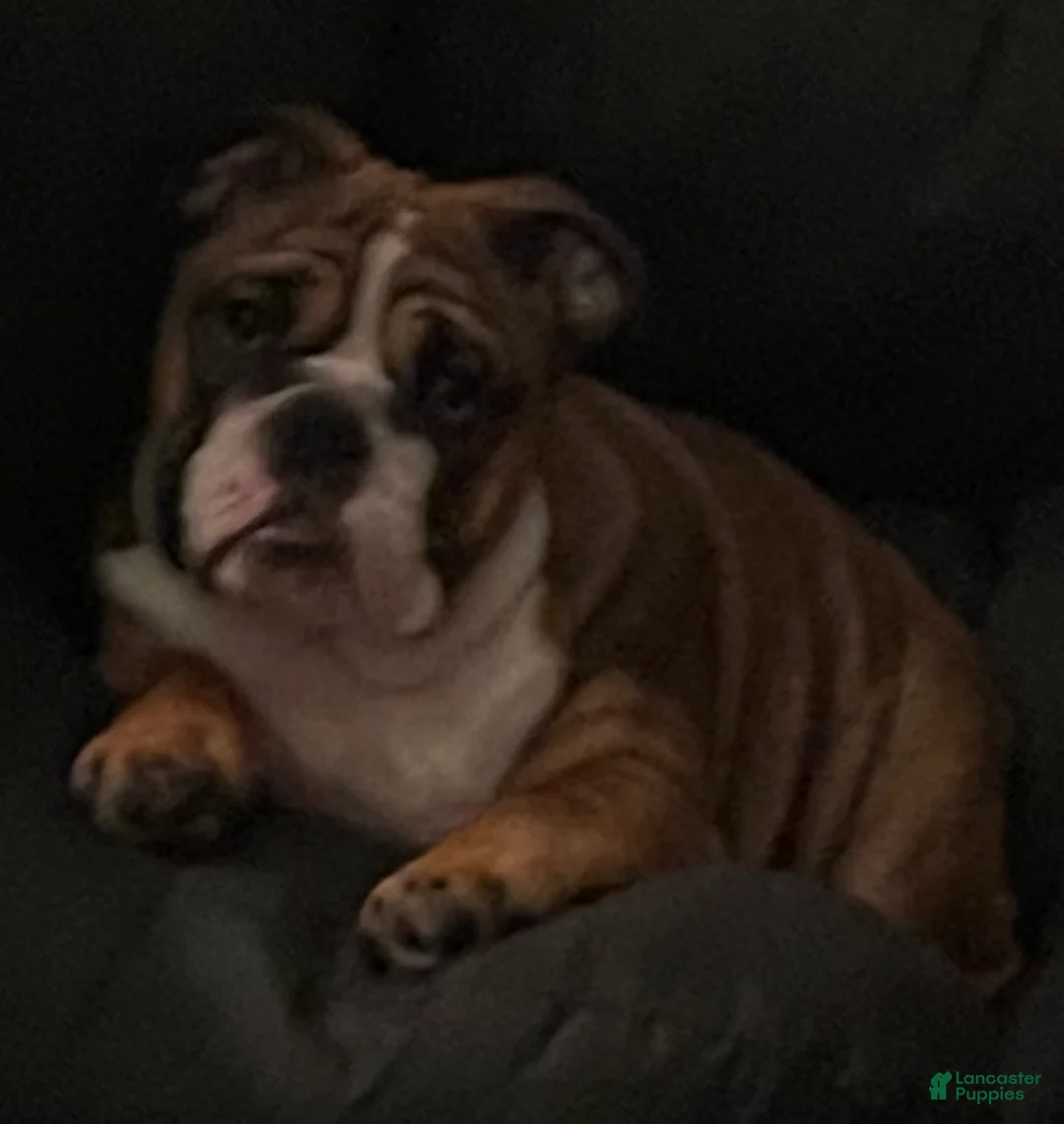 English Bulldog dogs for sale: English Bulldog Puppy 1 - Ad 5