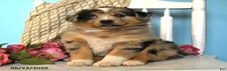 Miniature Australian Shepherd dogs for sale: Popsicle - Ad 4