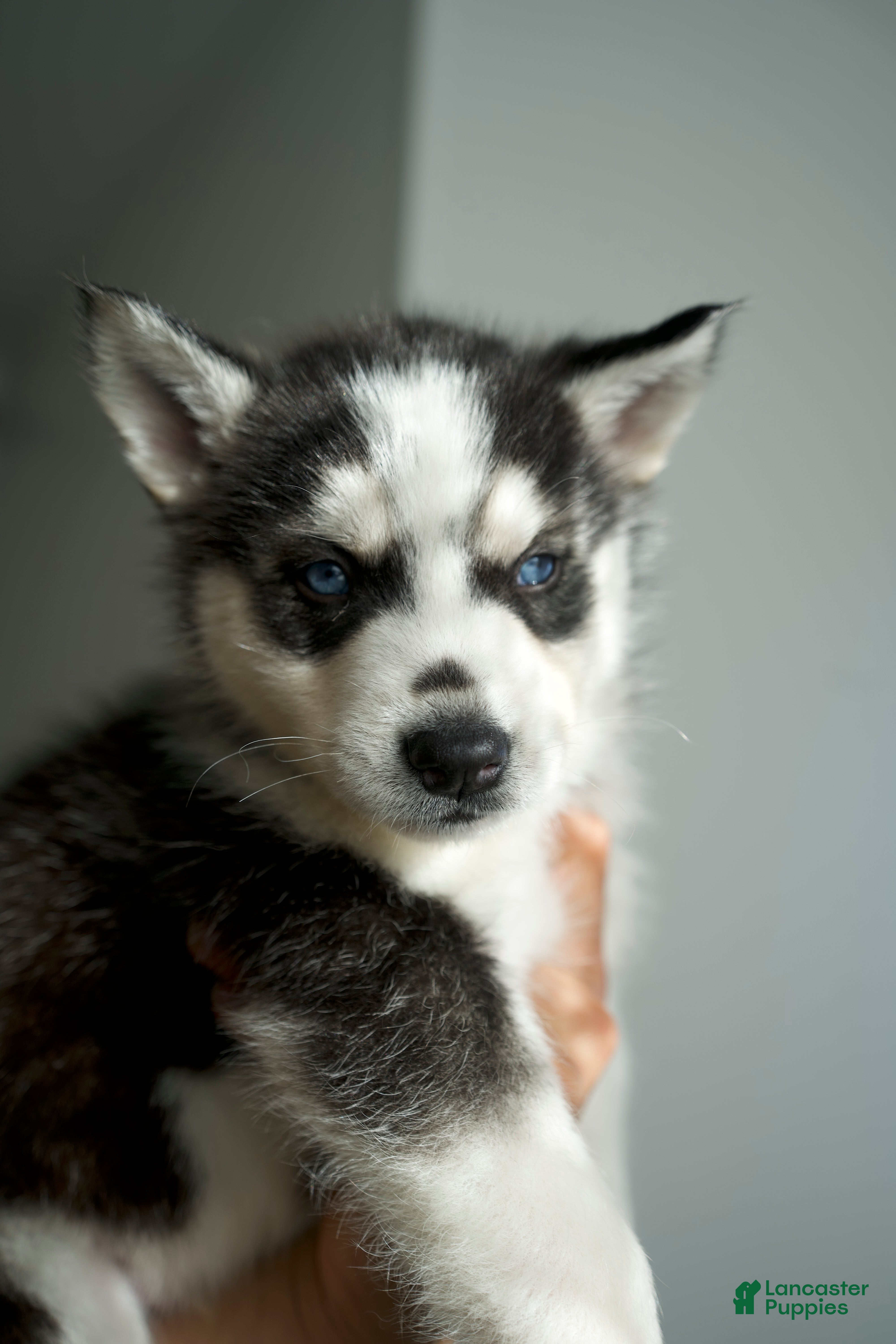 Mixed Breed dogs Hearty - Ad 26