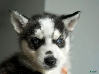 Mixed Breed dogs Hearty - Ad 26