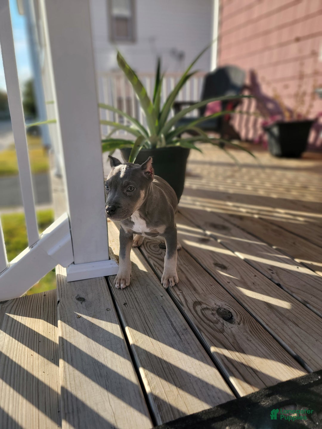 American Bully dogs for sale: American Bully Puppy 2 - Ad 6