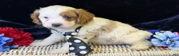 Cavapoo dogs for sale: Barley - Ad 3