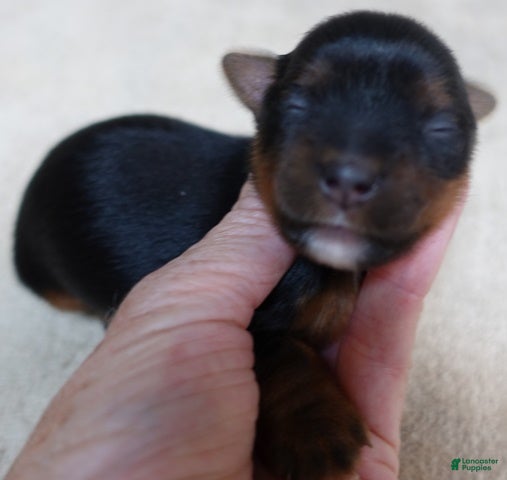 Yorkshire Terrier dogs Bubbles  - Ad 40