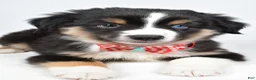 Miniature Australian Shepherd dogs for sale: Finley - Ad 8