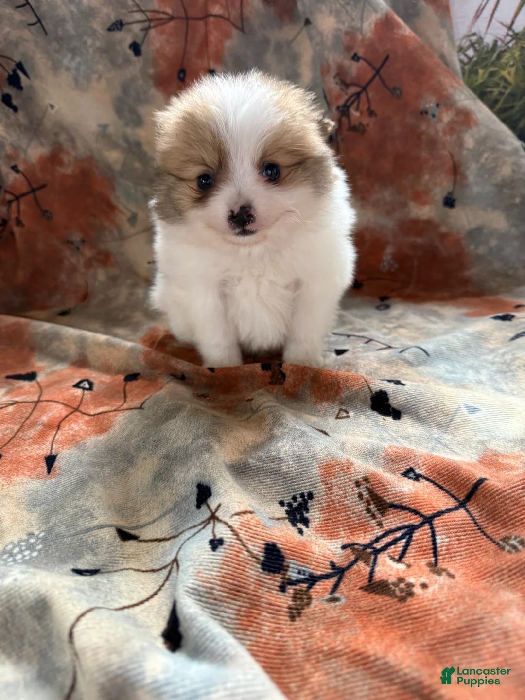 Pomeranian dogs for sale: Caleb - Ad 10