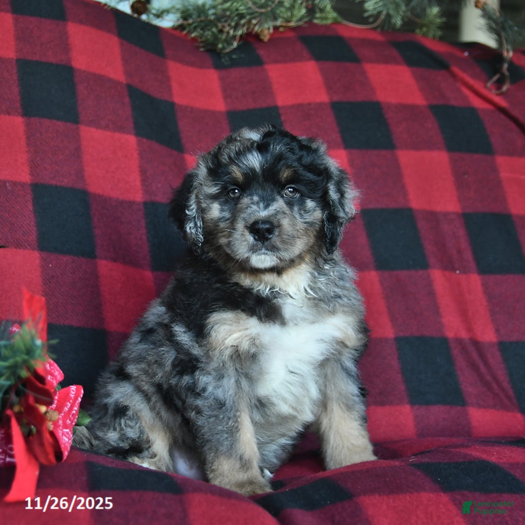 Mini Bernedoodle dogs for sale: Elf  - Ad 2
