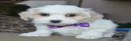 Maltipoo dogs for sale: Molly - Ad 2