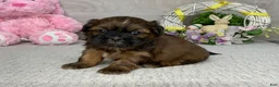 Shih Tzu dogs for sale: Leo - Ad 4